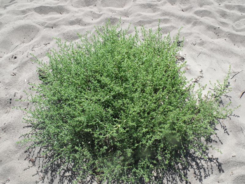 Pianta di spiaggia - Salsola kali